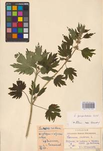 MHA 0 154 678, Пустырник пятилопастный Gilib., Восточная Европа, Западно-Украинский район (E13) (Украина)