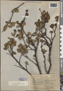 Береза железистая Michx., Сибирь, Алтай и Саяны (S2) (Россия)