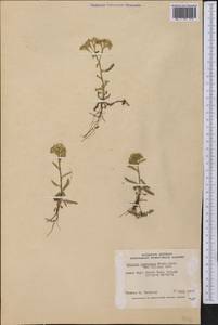Achillea millefolium var. nigrescens E. Mey., Америка (AMER) (Канада)