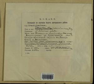 Aulacomnium palustre (Hedw.) Schwägr., Гербарий мохообразных, Мхи - Центральное Нечерноземье (B6) (Россия)