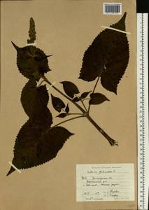 Шалфей железистый, Шалфей клейкий L., Восточная Европа, Западно-Украинский район (E13) (Украина)