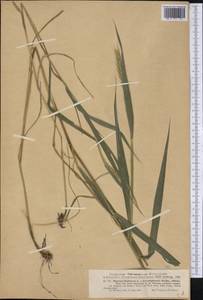 Elymus virginicus L., Америка (AMER) (США)