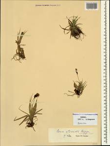 Carex aterrima subsp. medwedewii (Leskov) T.V.Egorova, Кавказ, Дагестан (K2) (Россия)