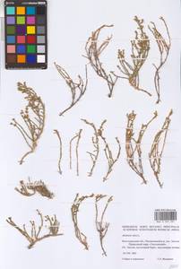 Анабазис солончаковый (C. A. Mey.) Benth. ex Volkens, Восточная Европа, Нижневолжский район (E9) (Россия)