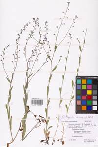 MHA 0 153 021_1, Myosotis alpestris subsp. suaveolens (Waldst. & Kit. ex Willd.) Strid, Восточная Европа, Центральный лесостепной район (E6) (Россия)