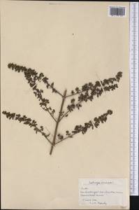 Clinopodium vimineum (L.) Kuntze, Америка (AMER) (Куба)