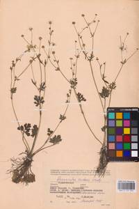 Лютик сардинский Crantz, Восточная Европа, Северо-Украинский район (E11) (Украина)