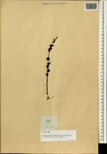 Flueggea virosa subsp. virosa, Зарубежная Азия (ASIA) (Филиппины)
