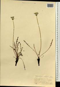 Одуванчик китайский Kitag., Монголия (MONG) (Монголия)