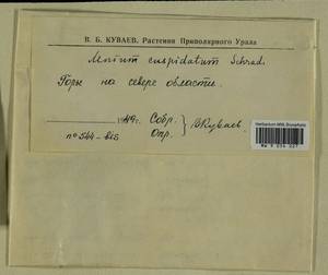 Plagiomnium cuspidatum (Hedw.) T.J. Kop., Гербарий мохообразных, Мхи - Западная Сибирь (включая Алтай) (B15) (Россия)