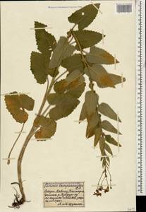 Caucasalia parviflora (M. Bieb.) B. Nord., Кавказ, Ставропольский край, Карачаево-Черкесия, Кабардино-Балкария (K1b) (Россия)