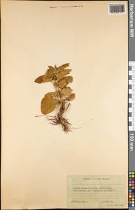 Magnoliopsida, Америка (AMER) (Южная Георгия и Южные Сандвичевы Острова)