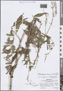 Кенигия альпийская (All.) T.M.Schust. & Reveal, Восточная Европа, Средневолжский район (E8) (Россия)