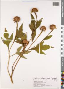 Tithonia diversifolia (Hemsl.) A. Gray, Африка (AFR) (Танзания)