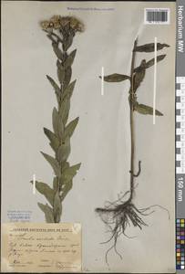 Pentanema asperum (Poir.) G. V. Boiko & Korniy., Кавказ, Краснодарский край и Адыгея (K1a) (Россия)