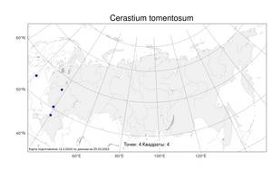 Cerastium tomentosum L., Атлас флоры России (FLORUS) (Россия)