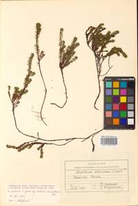 Водяника почти-голарктическая (V.N.Vassil.) Kuvaev, Сибирь, Дальний Восток (S6) (Россия)