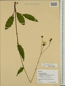 Hieracium lachenalii subsp. deductum (Sudre) Greuter, Восточная Европа, Западный район (E3) (Россия)