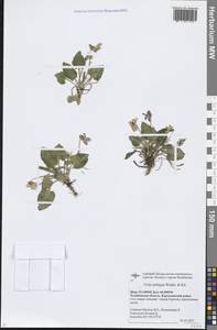 Фиалка сомнительная Waldst. & Kit., Восточная Европа, Восточный район (E10) (Россия)