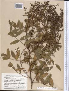 Glycyrrhiza bucharica Regel, Средняя Азия и Казахстан, Памир и Памиро-Алай (M2) (Таджикистан)