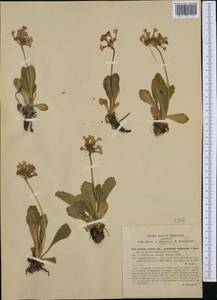Primula latifolia Lapeyr., Западная Европа (EUR) (Италия)