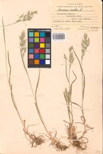 Bromus hordeaceus subsp. hordeaceus, Восточная Европа, Московская область и Москва (E4a) (Россия)