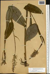 Dactylorhiza maculata subsp. fuchsii (Druce) Hyl., Восточная Европа, Московская область и Москва (E4a) (Россия)