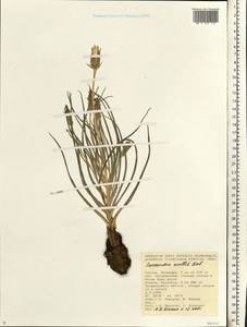 Candollea mollis (M. Bieb.) Yild., Восточная Европа, Нижневолжский район (E9) (Россия)
