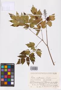 Actaea rubra subsp. rubra, Восточная Европа, Восточный район (E10) (Россия)