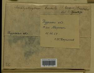 Hygroamblystegium humile (P. Beauv.) Vanderp., Hedenäs & Goffinet, Гербарий мохообразных, Мхи - Центральное Черноземье (B10) (Россия)