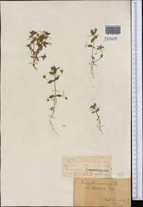 Lysimachia arvensis (L.) U.Manns & Anderb., Средняя Азия и Казахстан, Северный и Центральный Тянь-Шань (M4) (Казахстан)