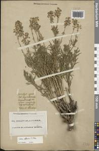 Смолевка сибирская (L.) Pers., Восточная Европа, Восточный район (E10) (Россия)