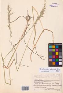 Avenula pubescens (Huds.) Dumort., Восточная Европа, Центральный район (E4) (Россия)