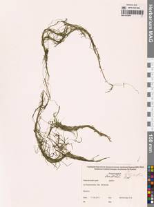 Рдест Берхтольда Fieber, Сибирь, Чукотка и Камчатка (S7) (Россия)