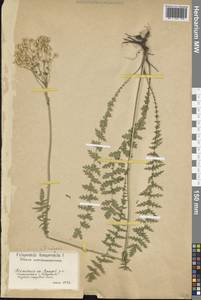 Таволга обыкновенная Moench, Восточная Европа, Московская область и Москва (E4a) (Россия)