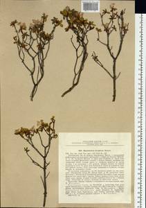 Rhododendron ×burjaticum Malyschev, Сибирь, Прибайкалье и Забайкалье (S4) (Россия)