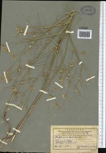 Delphinium barbatum Bunge, Средняя Азия и Казахстан, Памир и Памиро-Алай (M2) (Узбекистан)