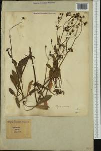 Crepis vesicaria L., Западная Европа (EUR) (Италия)