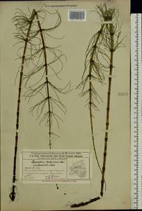 Хвощ приречный, Хвощ топяной L., Восточная Европа, Волжско-Камский район (E7) (Россия)
