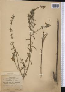 Salvia azurea Michx. ex Vahl, Америка (AMER) (США)