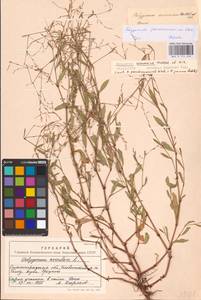 Спорыш песчаный, Восточная Европа, Нижневолжский район (E9) (Россия)