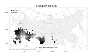 Eryngium planum, Синеголовник плосколистный L., Атлас флоры России (FLORUS) (Россия)