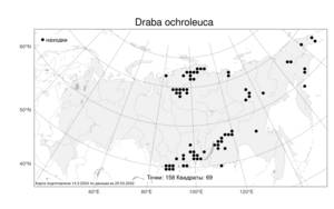 Draba ochroleuca, Крупка желто-белая Bunge, Атлас флоры России (FLORUS) (Россия)