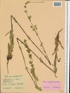 Смолевка густоцветковая d'Urv., Восточная Европа, Средневолжский район (E8) (Россия)