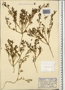 Соляноцветник редколистный K. Koch, Кавказ, Азербайджан (K6) (Азербайджан)