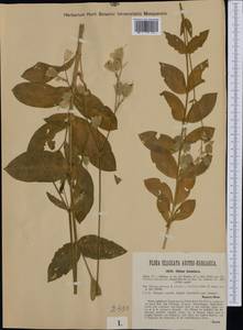 Silene vulgaris subsp. glareosa (Jordan) Marsden-Jones & Turrill, Западная Европа (EUR) (Венгрия)