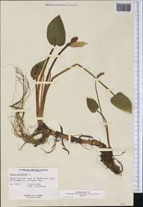 Белокрыльник болотный L., Америка (AMER) (Канада)