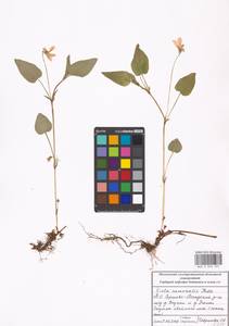 Фиалка Руппа All., Восточная Европа, Московская область и Москва (E4a) (Россия)