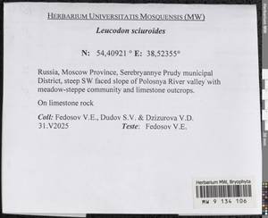 Leucodon sciuroides (Hedw.) Schwägr., Гербарий мохообразных, Мхи - Москва и Московская область (B6a) (Россия)