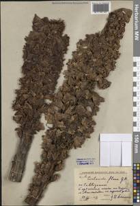 Цистанхе желтая (C.A.Mey.) Korsh., Средняя Азия и Казахстан, Каракумы (M6) (Туркмения)